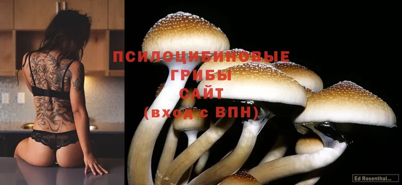 Галлюциногенные грибы MAGIC MUSHROOMS  Кириши 