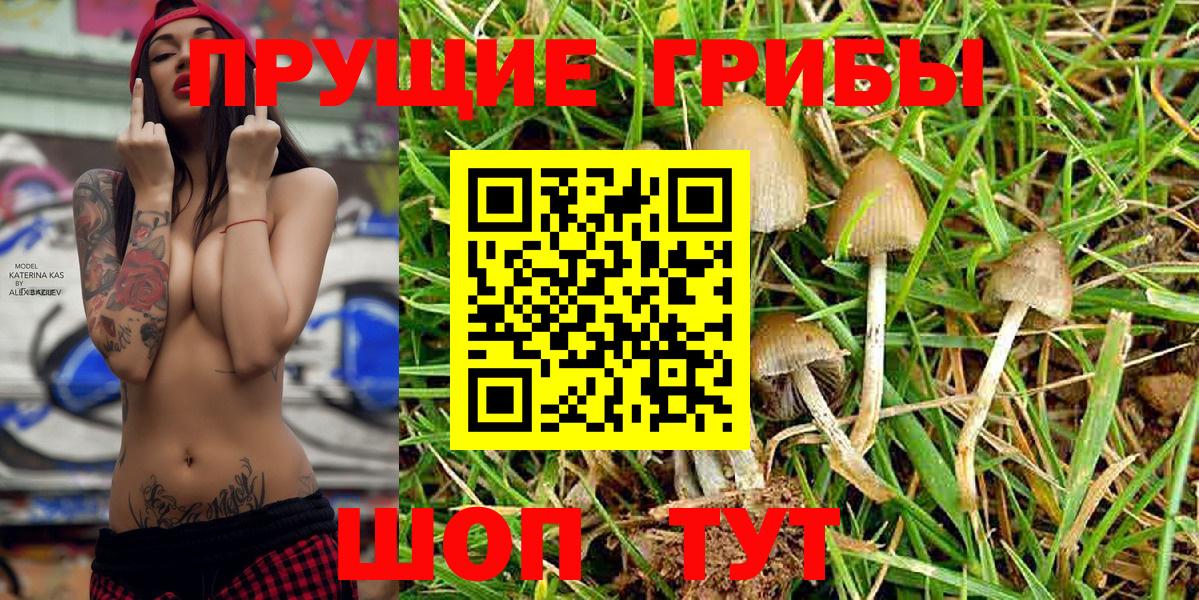 Галлюциногенные грибы Cubensis  Псилоцибиновые грибы Cubensis  Кириши 